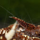 Red Galaxy Pinto Caridina Shrimp