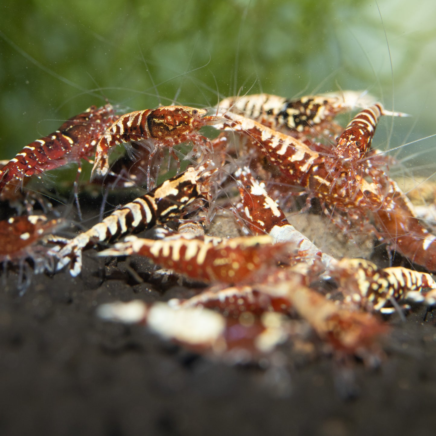 Red Galaxy Pinto Caridina Shrimp