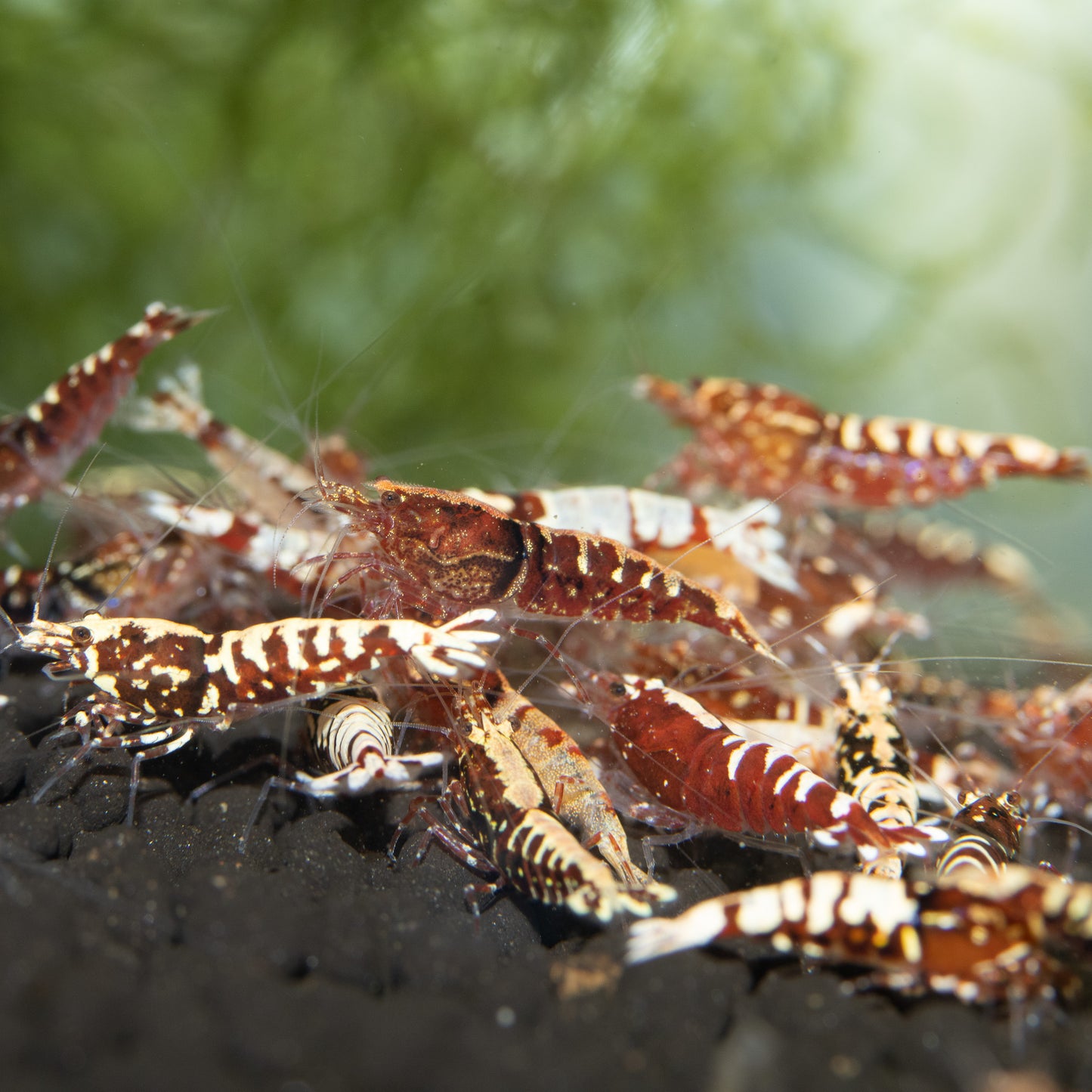 Red Galaxy Pinto Caridina Shrimp