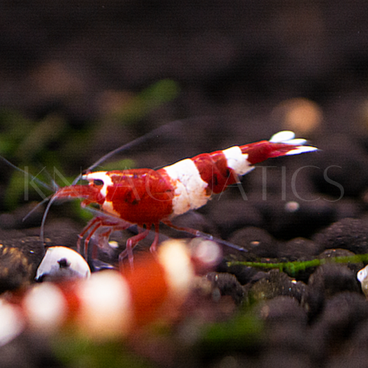 Red King Kong (RKK) Caridina Shrimp