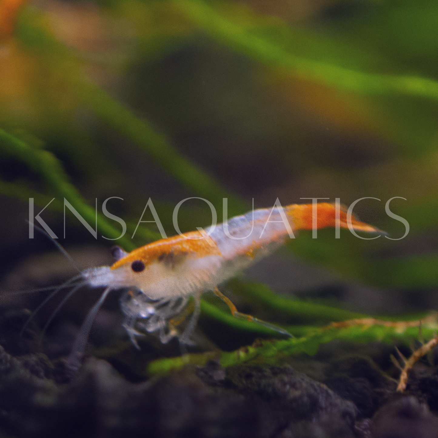 Orange Rili Neocaridina Shrimp