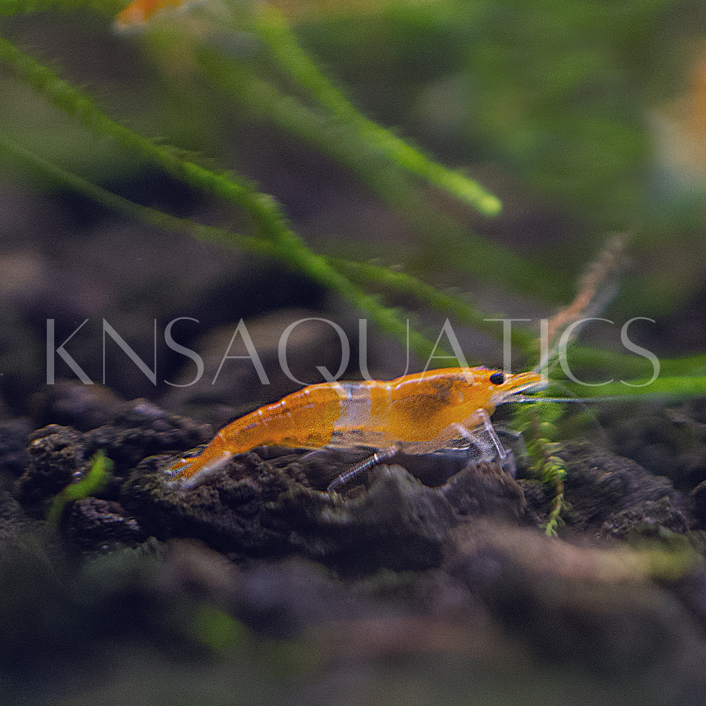 Orange Rili Neocaridina Shrimp