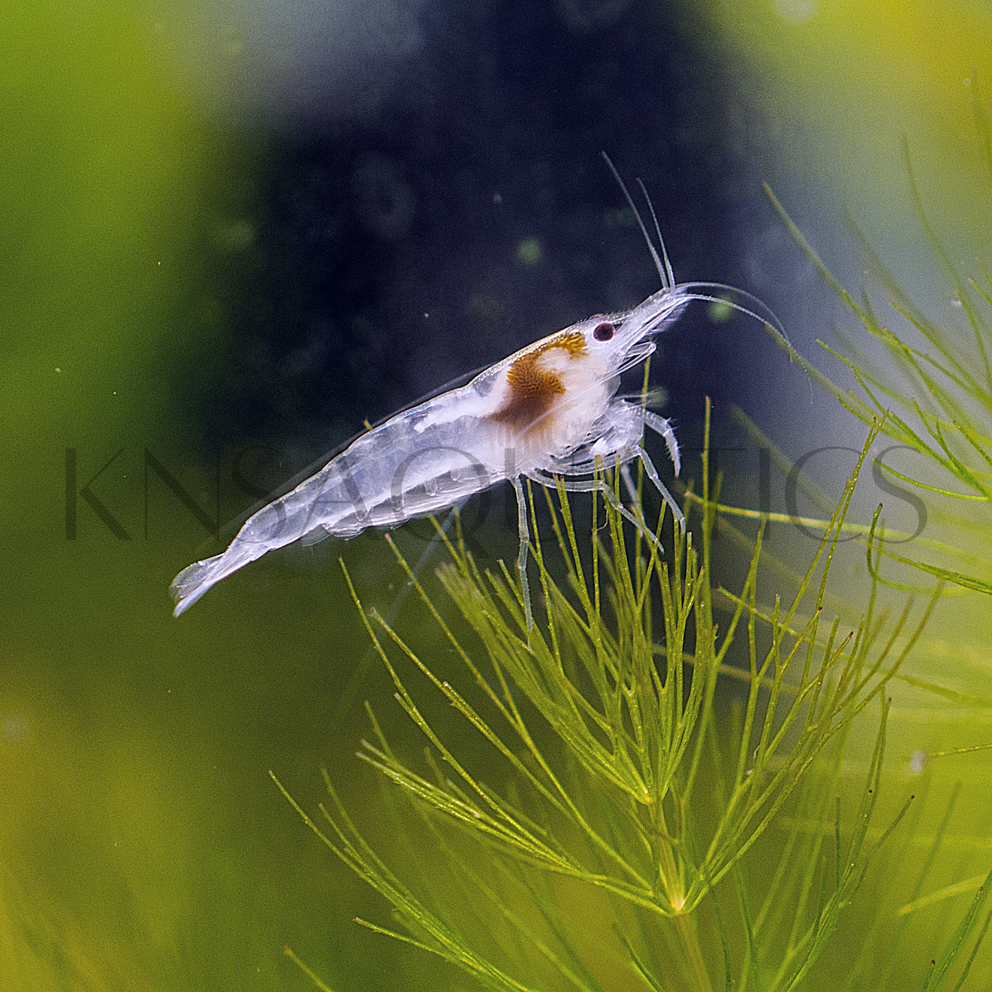 Snowball Neocaridina Shrimp