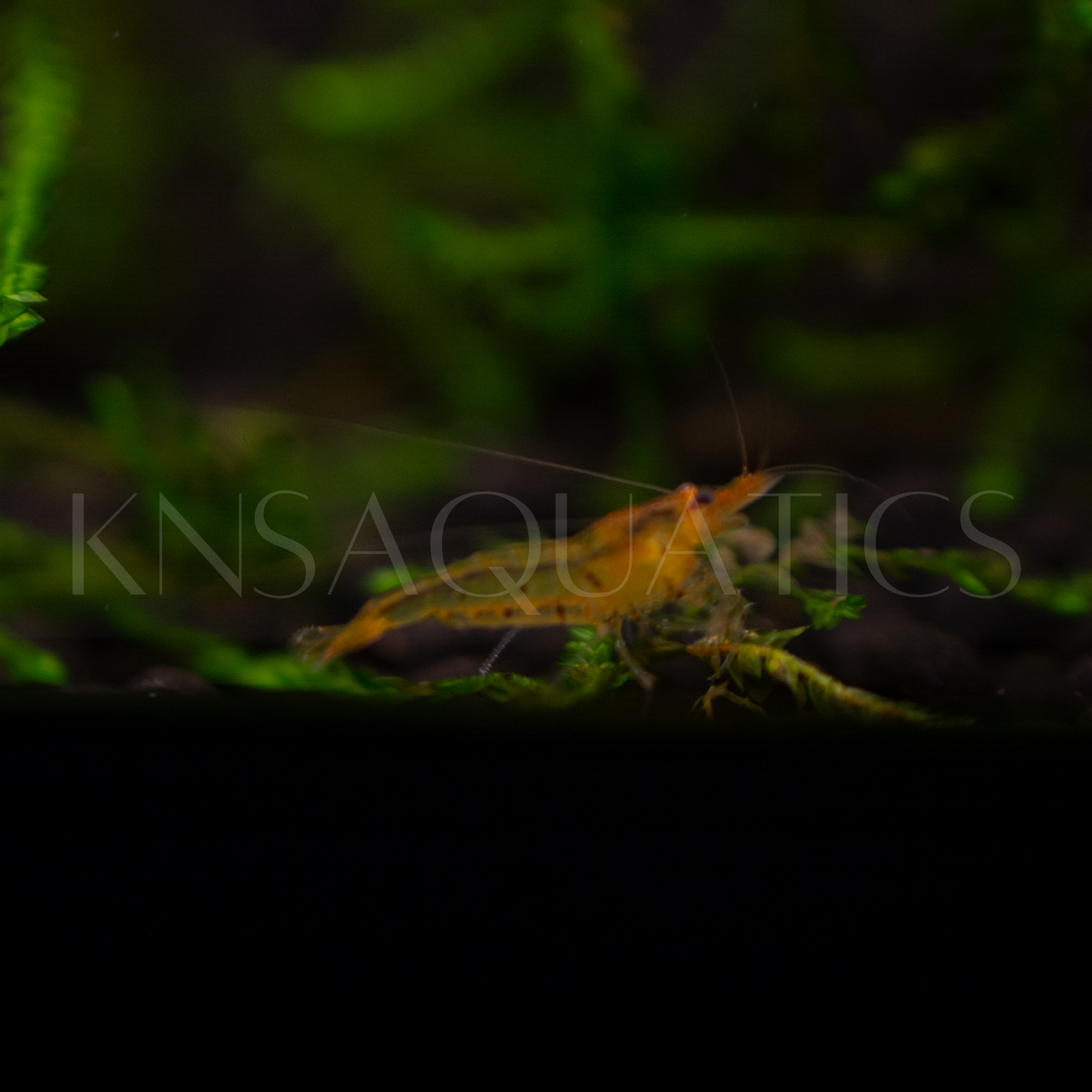 Tangerine Tiger Caridina Shrimp