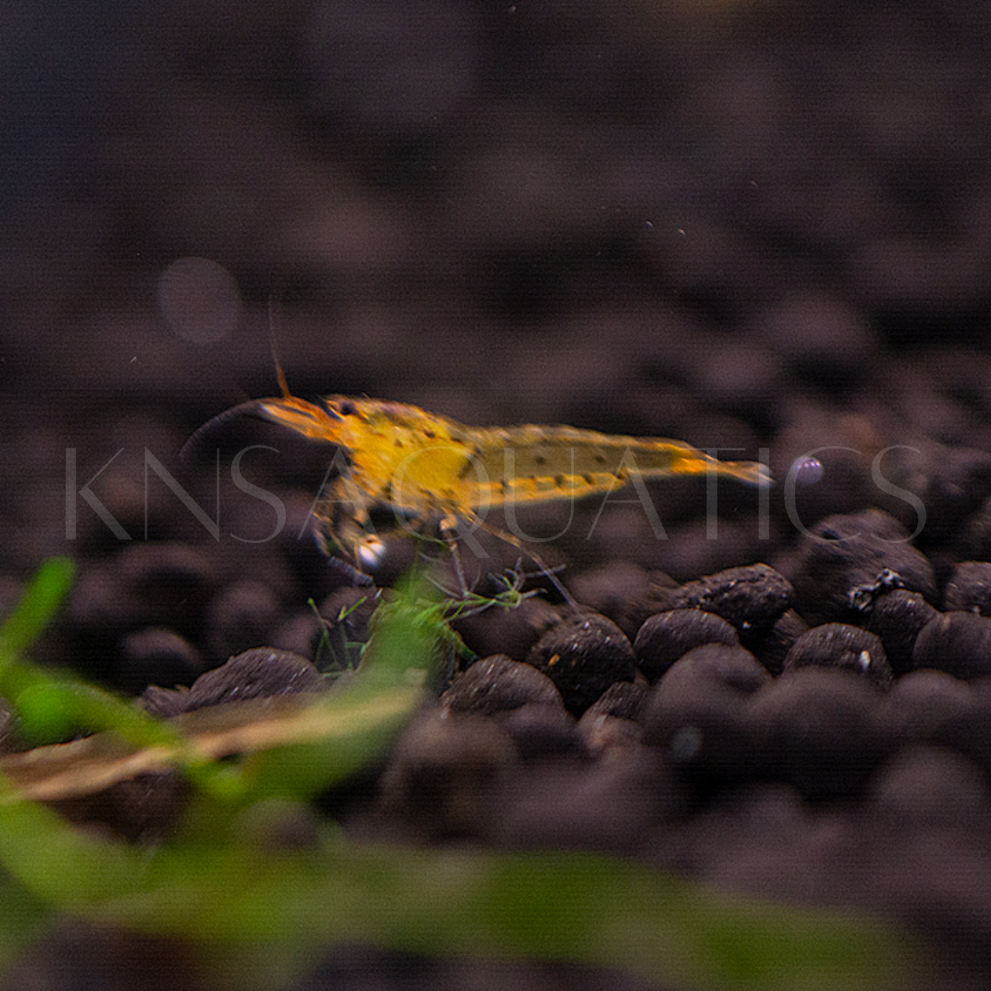 Tangerine Tiger Caridina Shrimp