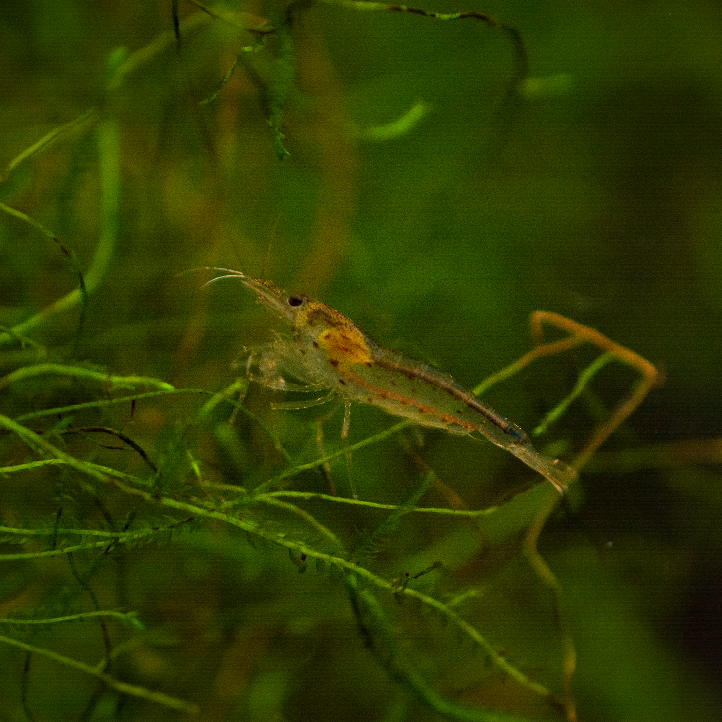 Amano Caridina Shrimp