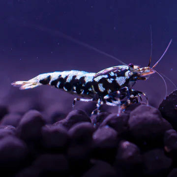 BOA Gene Caridina Shrimp